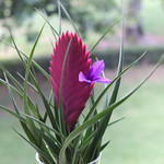 Bromeliad called "Pink Quill". About 1 foot tall, related to the pineapple family and flowers from spiny thingy give off a light cinnamon scent. Roots are for attachment, not for nutrients. ...