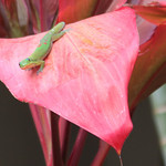Pink and Green