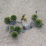 Sand flowers.
