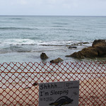 "Honey Girl", born June 29, 2010. Rare monk seal, in top 10% of endangered species worldwide.