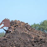 It appeared from the lava one day just north of Waikoloa on the Queen's Highway, rooooaaaaarrrrr!