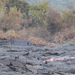 Lava flow at the Kalapana subdivsion on July 23, this is as close as the Civil Defense folks let us get.