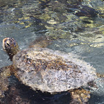 My new friend at Puako, right across the street from Ascension Mission where we go to Mass.