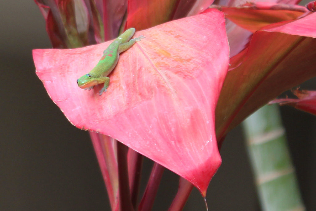 Gecko_pink