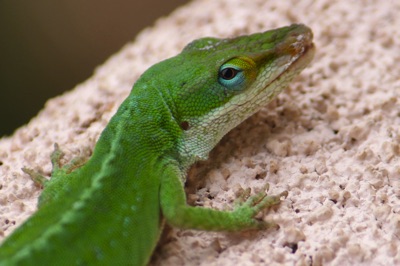 Gecko_1024x683